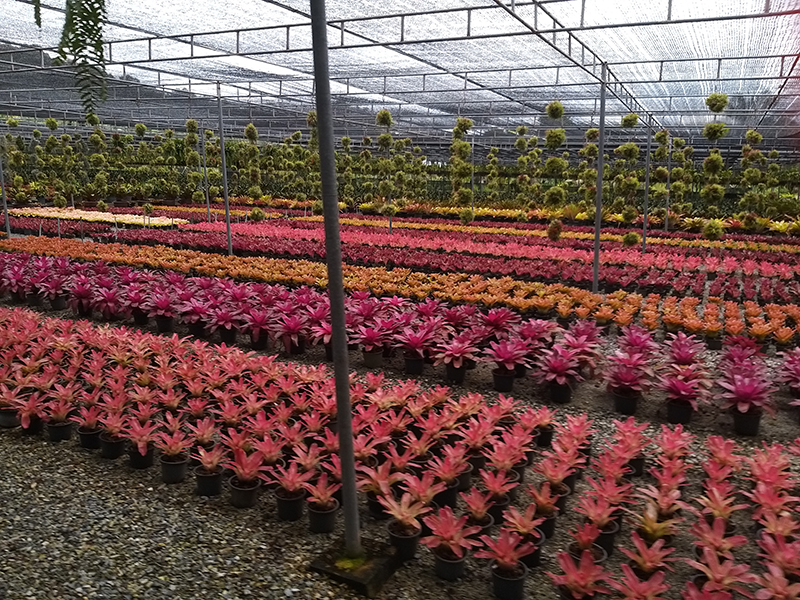 Viewing of the bromeliad nursery